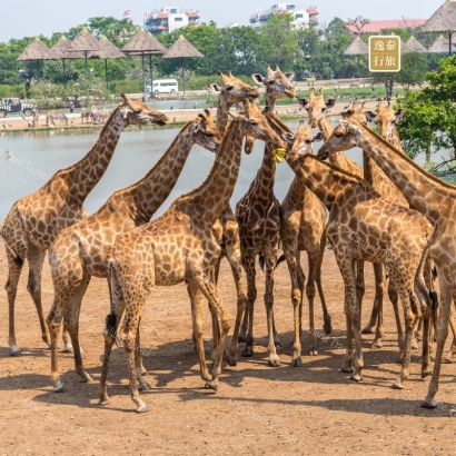 曼谷赛福瑞野生动物园 Safari World.JPG