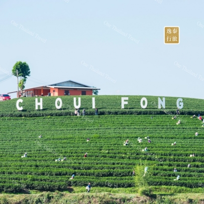 清莱翠峰茶园Choui Fong Tea Plantation.JPG